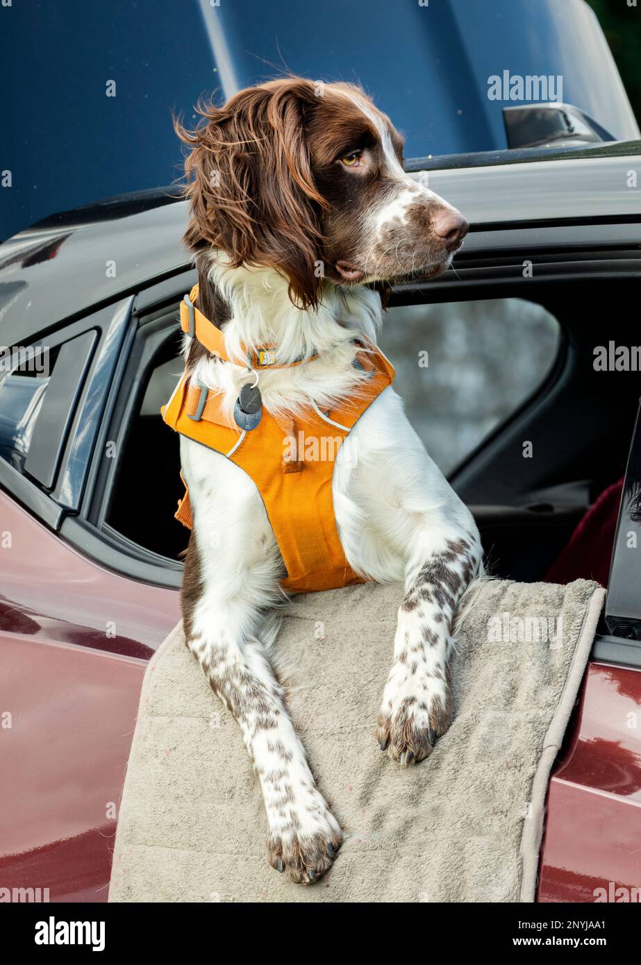 Ein arbeitender Cocker-Spaniel beobachtet Veranstaltungen aus einem Autofenster bei Weardale Show, St John's Chapel, Weardale, County Durham Stockfoto