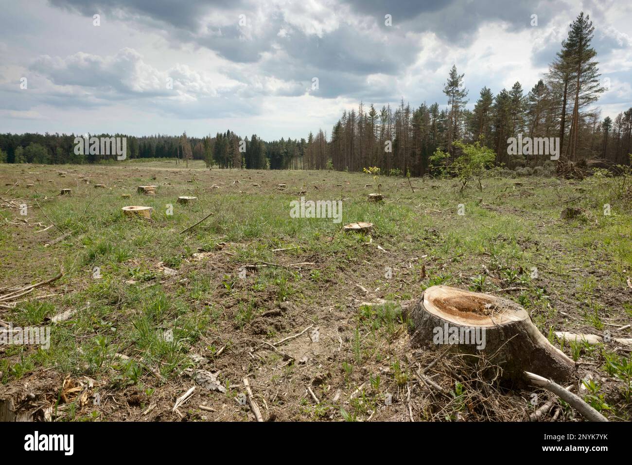 Waldviertel / Österreich - unnatürliche Fichtenplantage, tot durch Rindenkäfer-Unheil und Klimaschutz. Die Plantage wird zusammenbrechen. Stockfoto