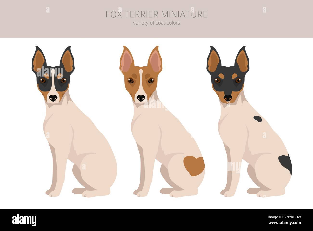 Miniatur-Clipart von Fox Terrier. Verschiedene Fellfarben eingestellt. Vektorgrafik Stock Vektor
