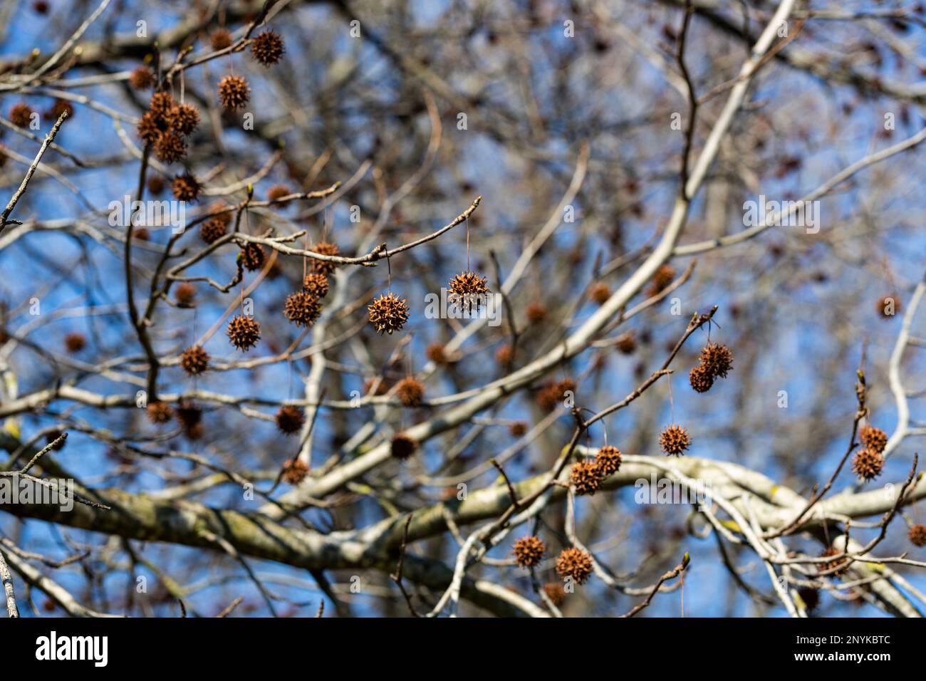 Platanus platanus Fruchtkörper auf dem Baum, die aussehen wie Weihnachtsdekorationen, blauer Himmel. Speicherplatz kopieren. Stockfoto Platanus platanus Fruchtkörper auf dem Baum, die aussehen wie Weihnachtsdekorationen, blauer Himmel. Speicherplatz kopieren. Stockfoto