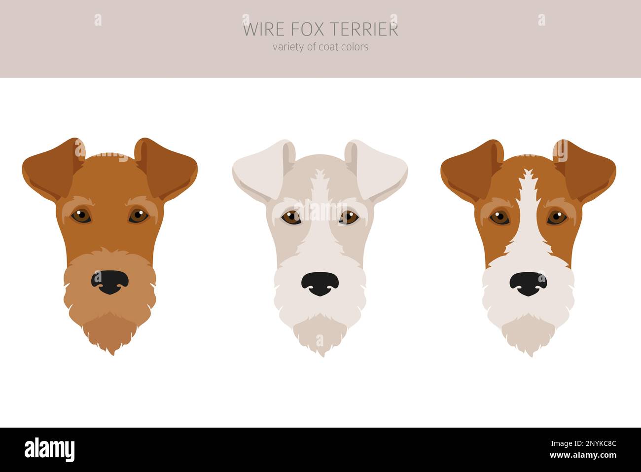 Wire Fox Terrier Clipart. Verschiedene Posen, Fellfarben gesetzt. Vektorgrafik Stock Vektor