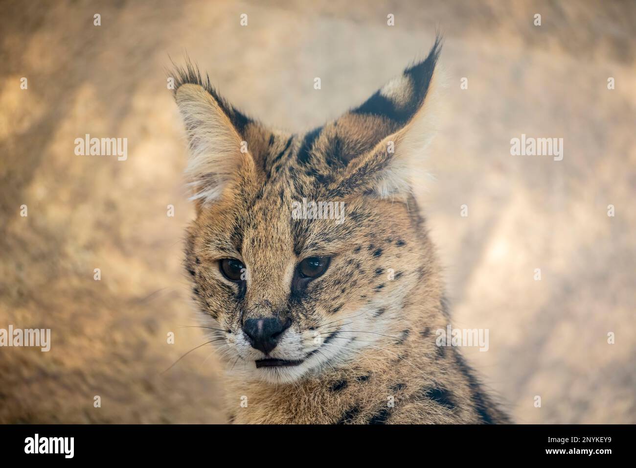 Der Serval (Leptailurus serval) ist eine Wildkatze, die in Afrika heimisch ist. Sie zeichnet sich durch einen kleinen Kopf, große Ohren und einen goldgelben bis puschelgelben Mantel aus Stockfoto