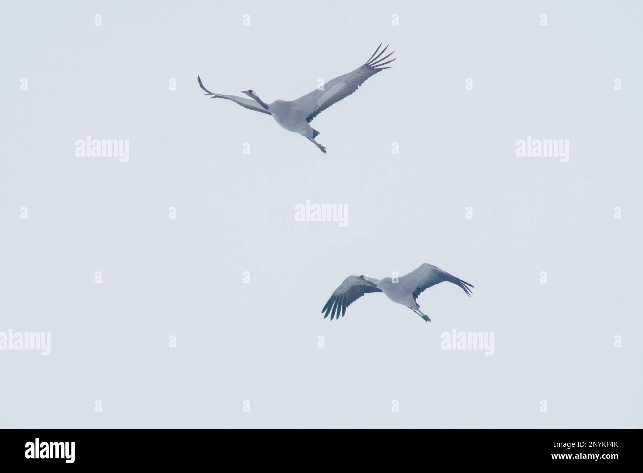 Zwei Kräne fliegen im Frühling am blauen Himmel Stockfoto
