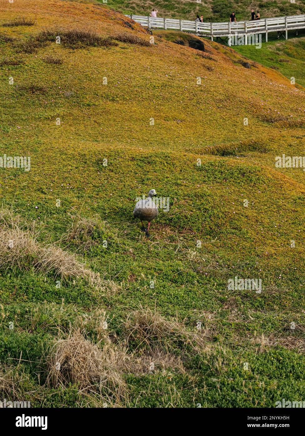 Cape Barren Gans (Cereopsis novaehollandiae) am Ufer des Nobbies Coastal Boardwark Area auf Phillip Island, Victoria, Australien Stockfoto