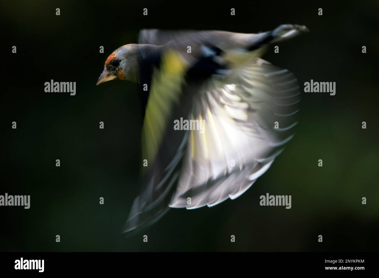 Goldfinch wurde während des Fluges mit einer langsameren Verschlusszeit aufgenommen, um eine atmosphärische Aufnahme der Flügel zu erzeugen, die sich mit dem Licht von hinten verbreiten. Stockfoto