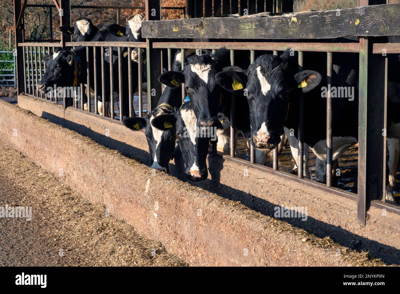 Kühe melken, die im Stall winterten. Stockfoto