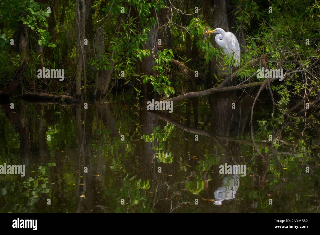 Great Egret (Ardea alba) im Sumpf, Big Cypress National Preserve, Florida Stockfoto