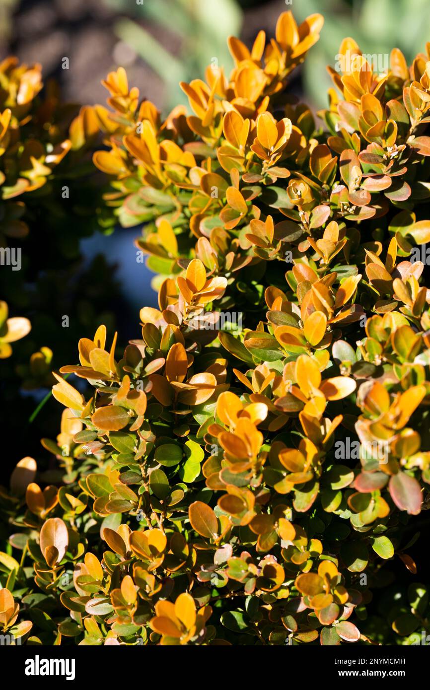 Berberis thunbergii Aurea oder Barberry Shrub schließen Busch mit gelben Blättern Stockfoto