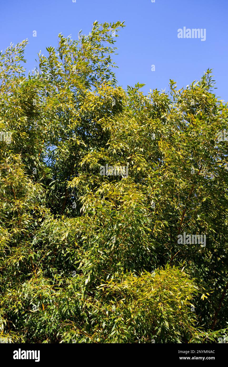 Grüne Äste und Bambusblätter auf blauem Himmelshintergrund an einem sonnigen Tag. Stockfoto