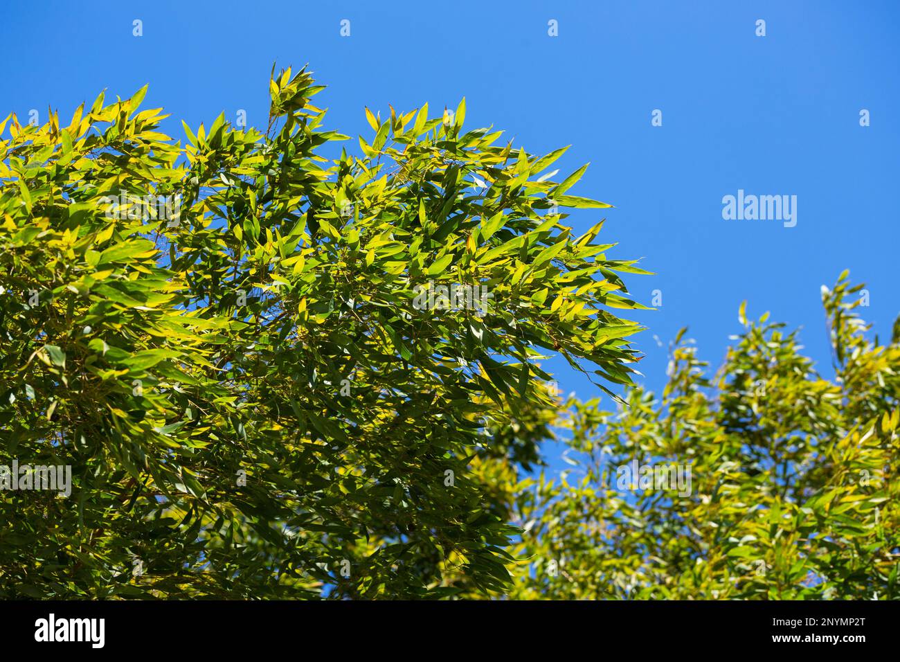 Grüne Äste und Bambusblätter auf blauem Himmelshintergrund an einem sonnigen Tag. Stockfoto