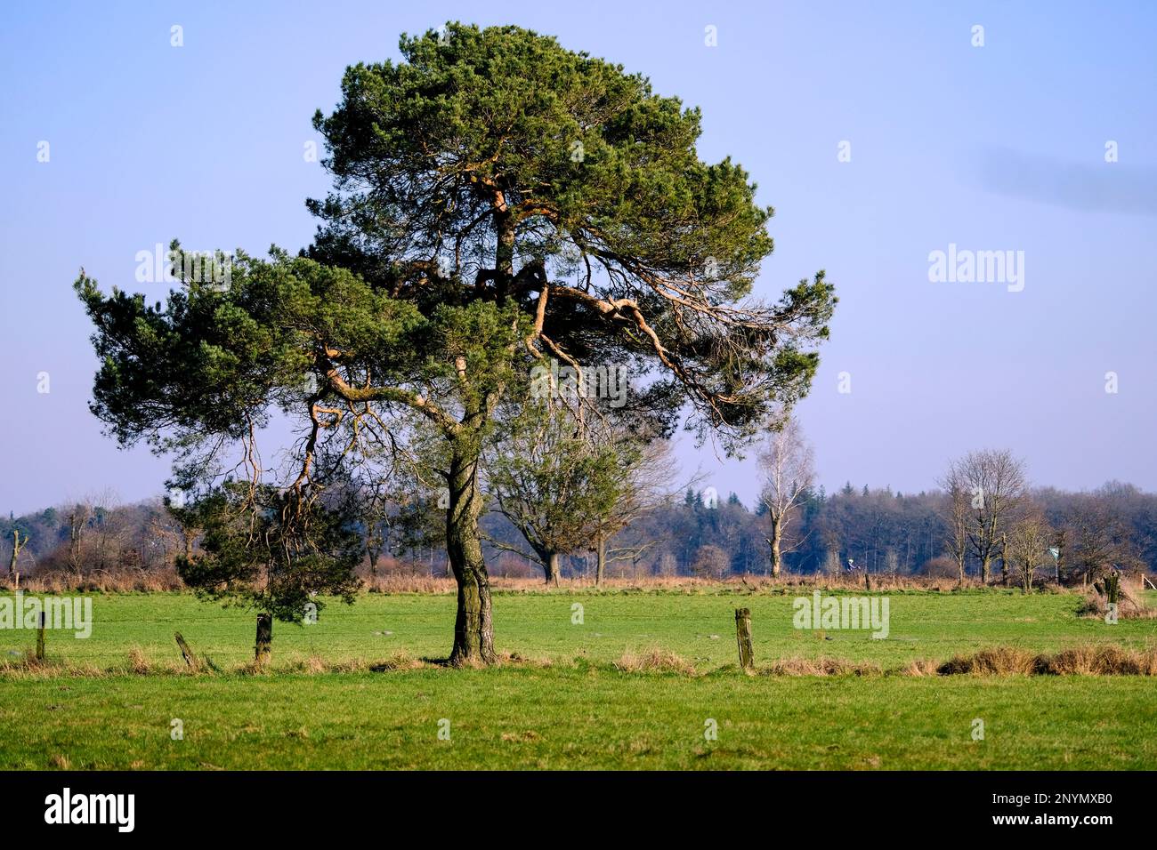 DEU, Deutschland, Nordrhein-Westfalen, Niederrhein, Hamminkeln, Dingden, 01.03.2023: Einzelne Kiefer auf einer Wiese im Naturschutzgebiet Dingdener H. Stockfoto