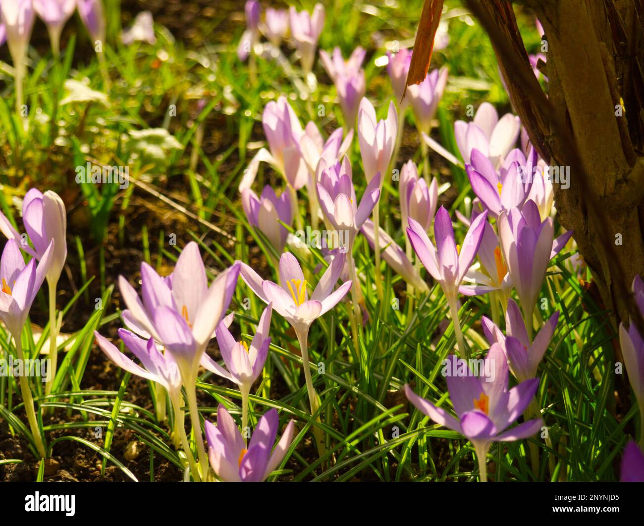 Lila Krokusse unter einem Baum Stockfoto