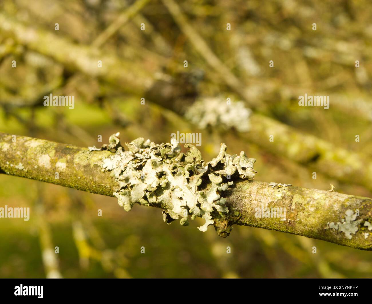 Mönche hauben Flechten, die auf Obstbäumen wachsen Stockfoto