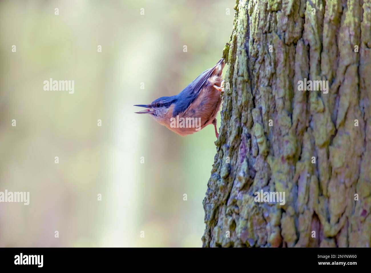 Ein Klumpen sitzt auf einem Baumstamm und sucht nach Essen Stockfoto
