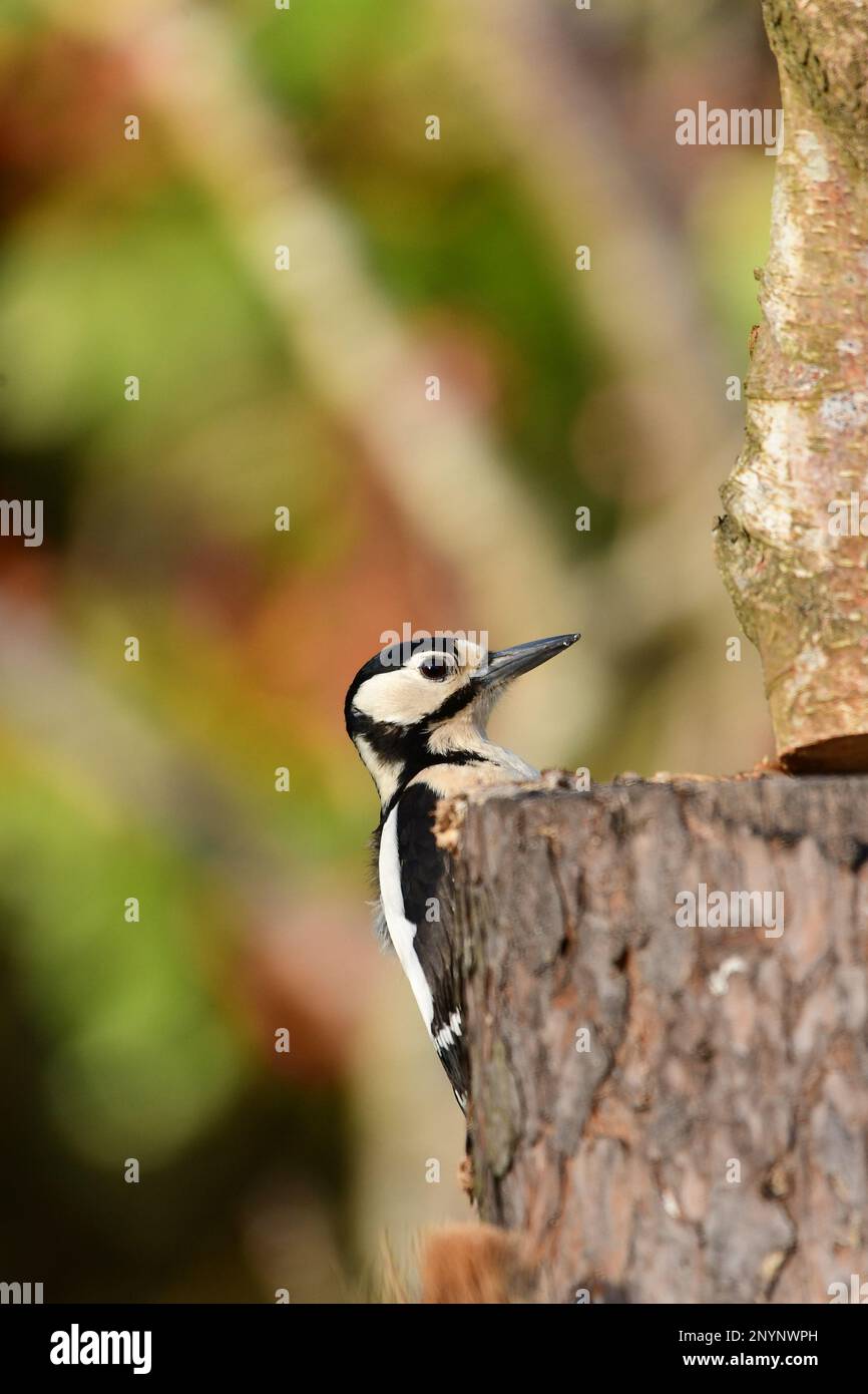 Spechte Stockfoto