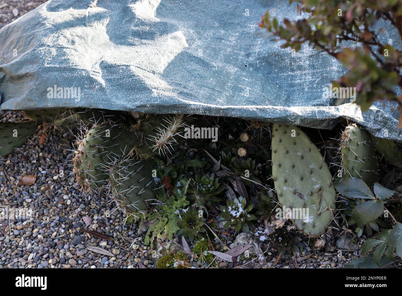 Eine Kunststoffplane, die eine Kaktuspflanze im Wintergarten bedeckt. Stockfoto