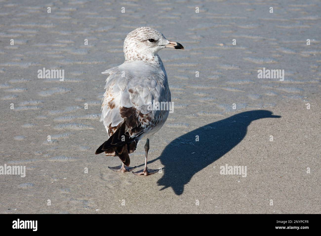 Rohrpfeifer, nicht zuchtend, unreif, bedrohte Arten, Rückansicht, Kopf gedreht, Charadruis melodus, Küstenvögel, Wildtiere, Tiere, Natur, nasser Sand b Stockfoto