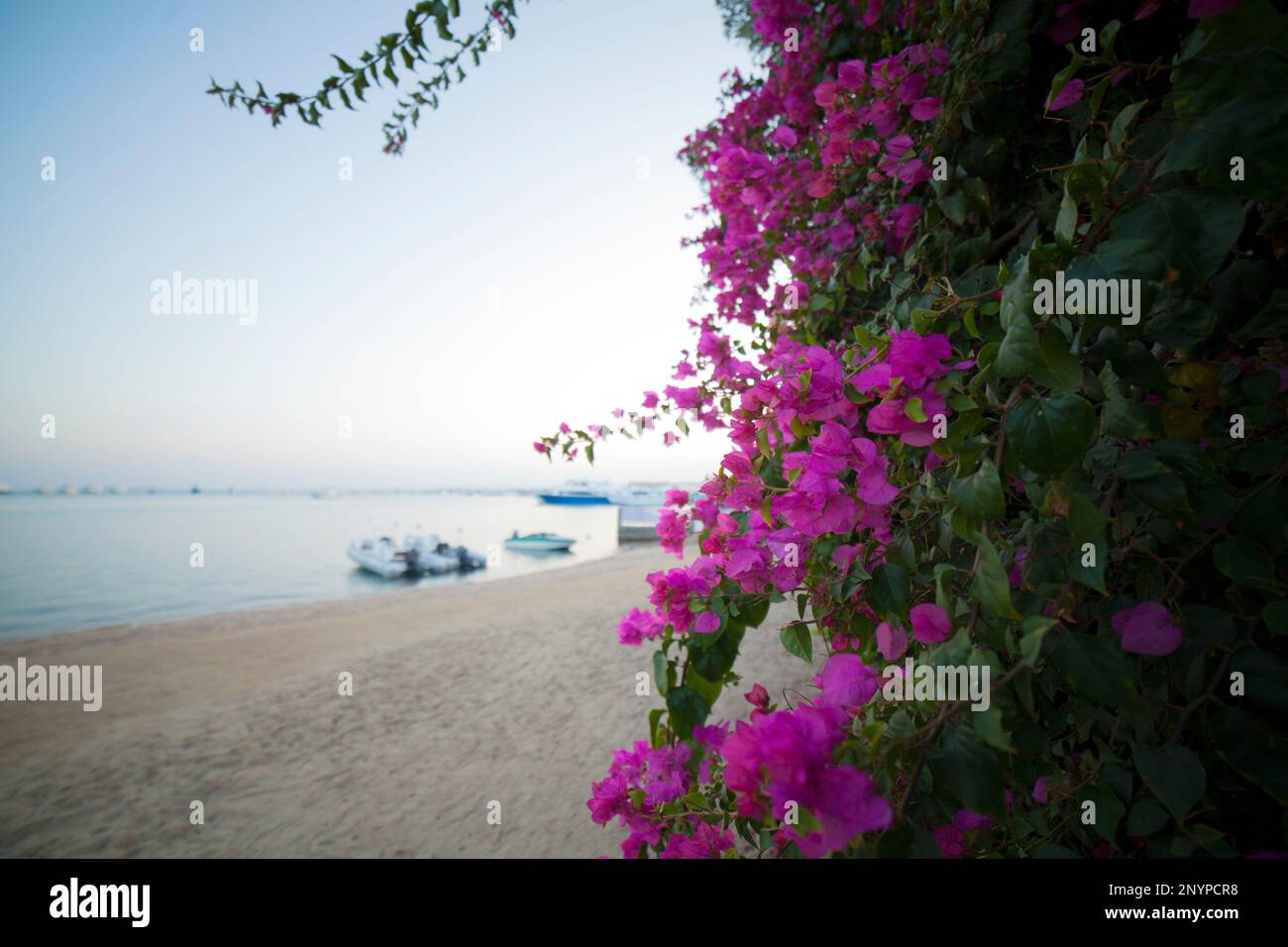 Bougainvillea glabra, die kleine Bougainvillea oder Paprika Stockfoto