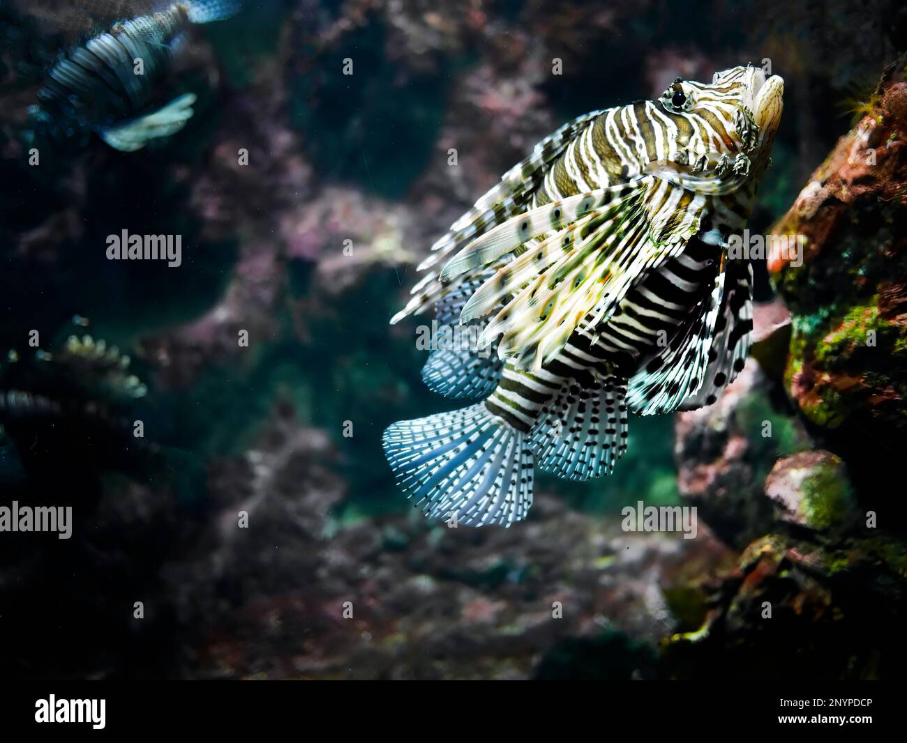 Lionfish oder Devil Firefish aus nächster Nähe, Pterois Miles, Schwimmen im Korallenbecken im Phuket Aquarium Stockfoto