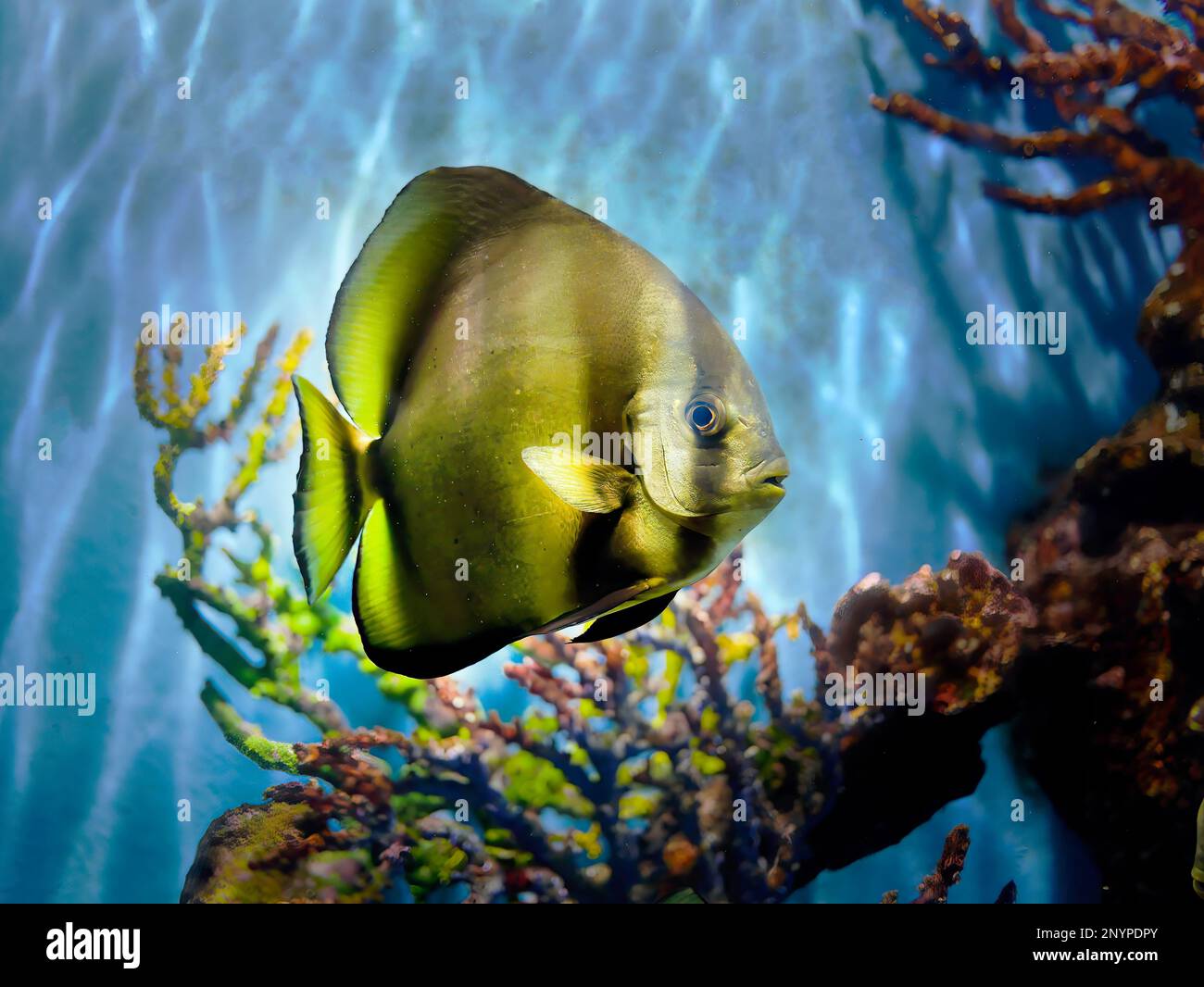 Nahaufnahme von Longfin Batfish, Teira Batfish, Platax Teira, Schwimmen unter Wasser im Aquarium, Phuket Aquarium, verschwommener Hintergrund von Korallenriffen Stockfoto