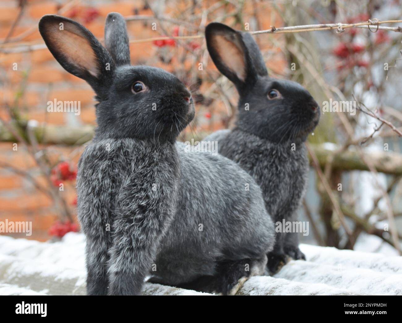 Kaninchen der Silberrasse Poltava, in der Ukraine gezüchtet Stockfoto