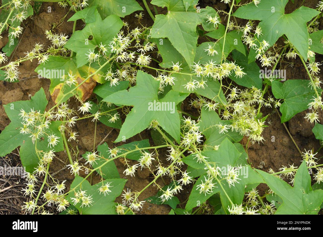 im Sommer wächst echinocystis lobata in freier Wildbahn Stockfoto