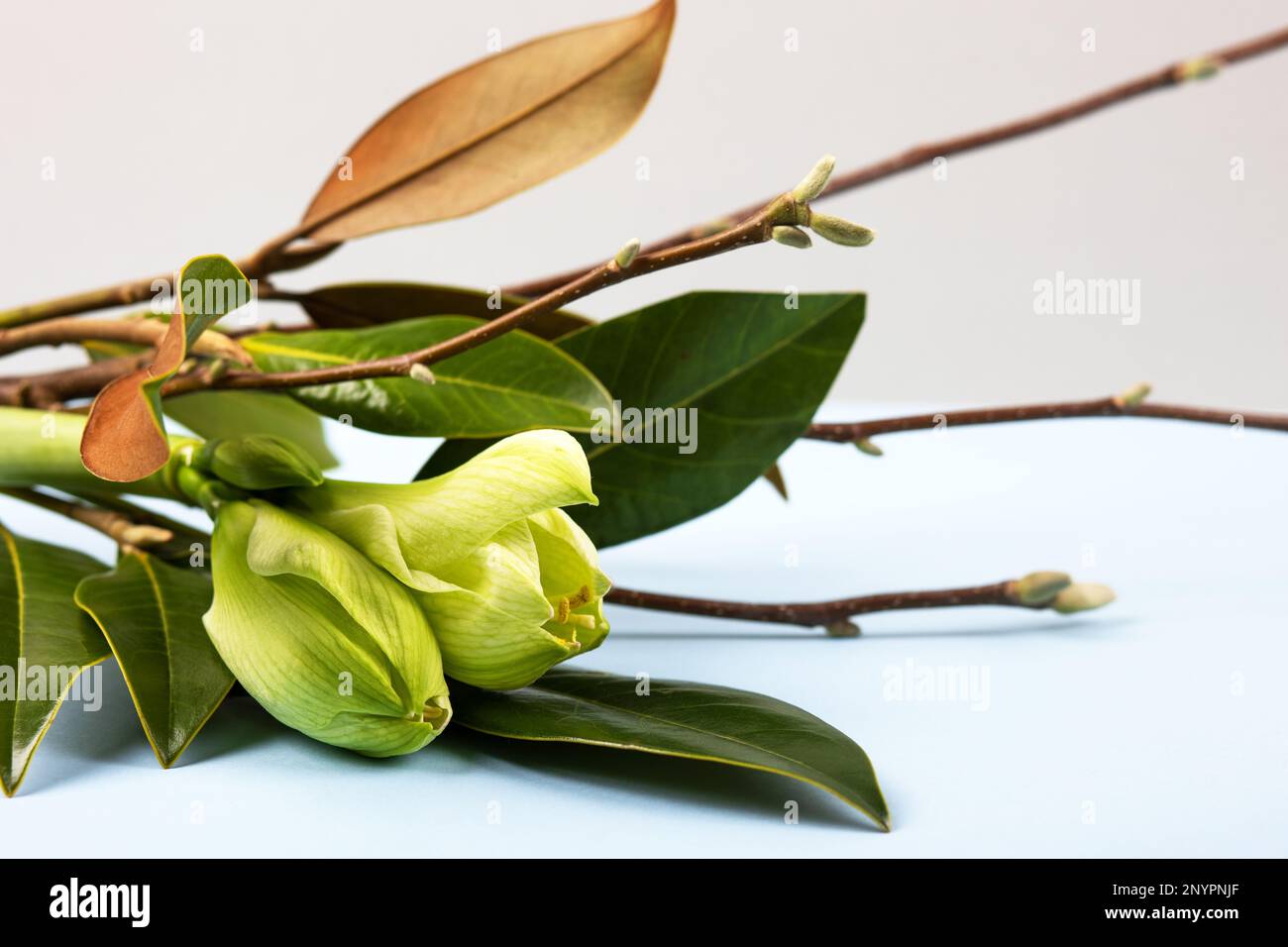 Stilvolles Frühlingsbouquet mit Ästen und Blättern aus Magnolien und Amaryllis. Frühlingsblumen-Arrangement, Grußkarte für Muttertag, Valentinstag, Stockfoto