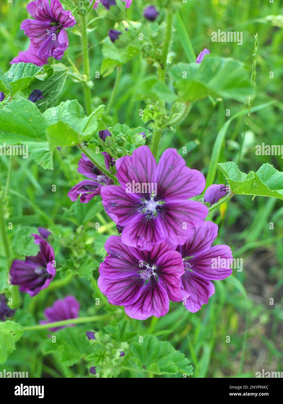 Mallow, malva sylvestris Wald wächst in freier Wildbahn Stockfoto