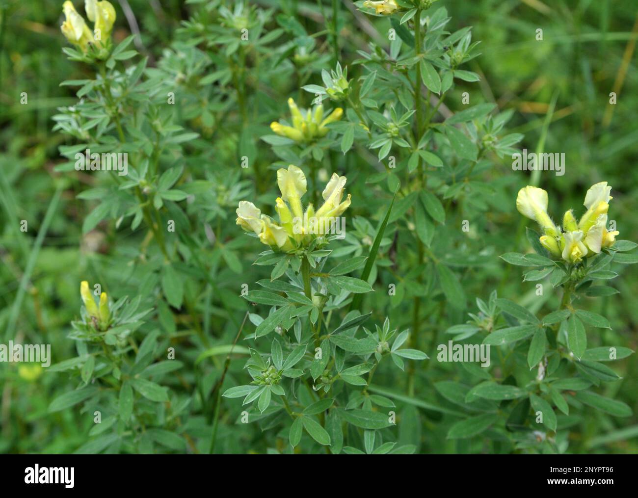 Im Frühling blüht Chamaecytisus in freier Wildbahn Stockfoto