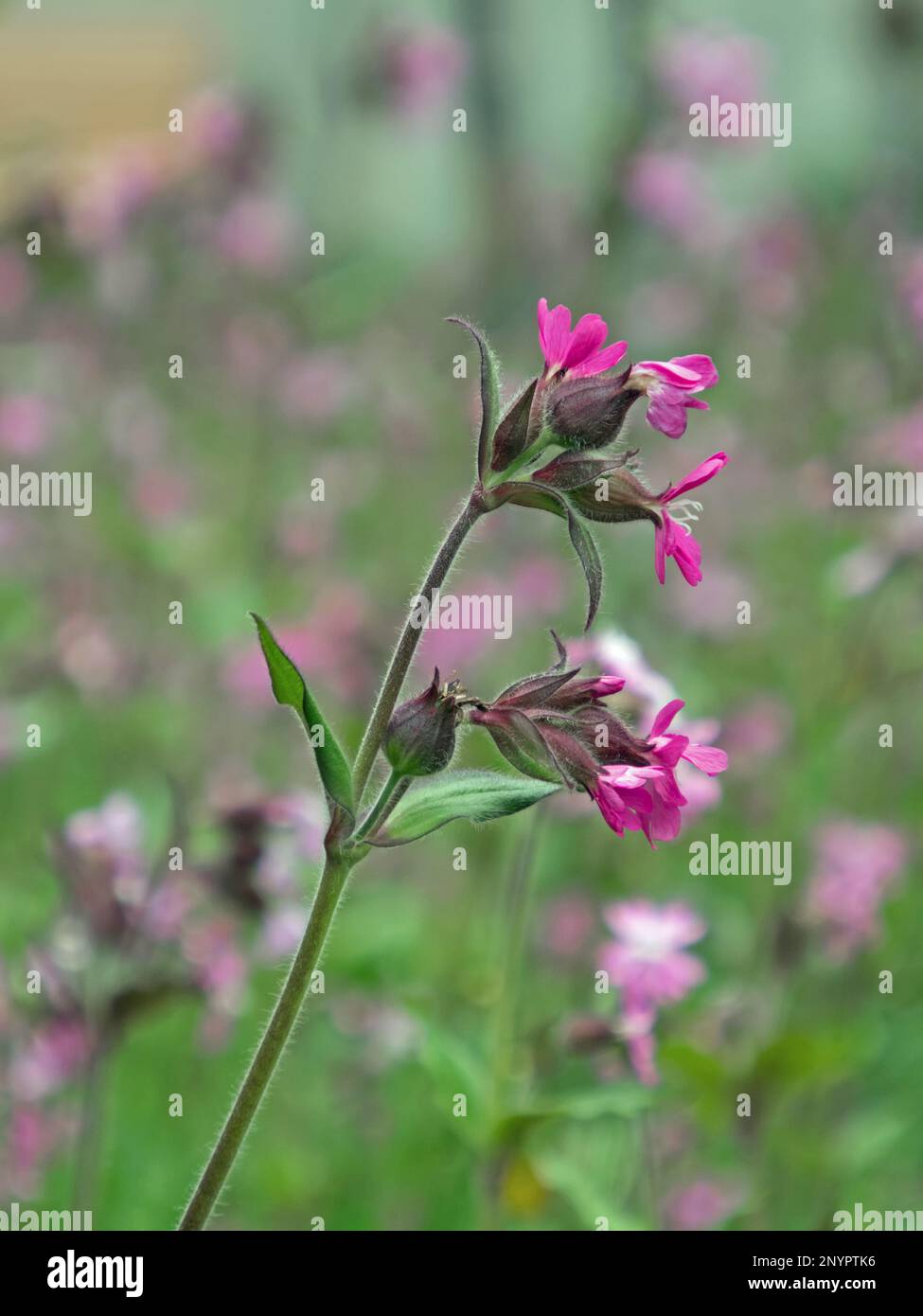 Nahaufnahme eines blühenden roten campion, Silene dioica Stockfoto