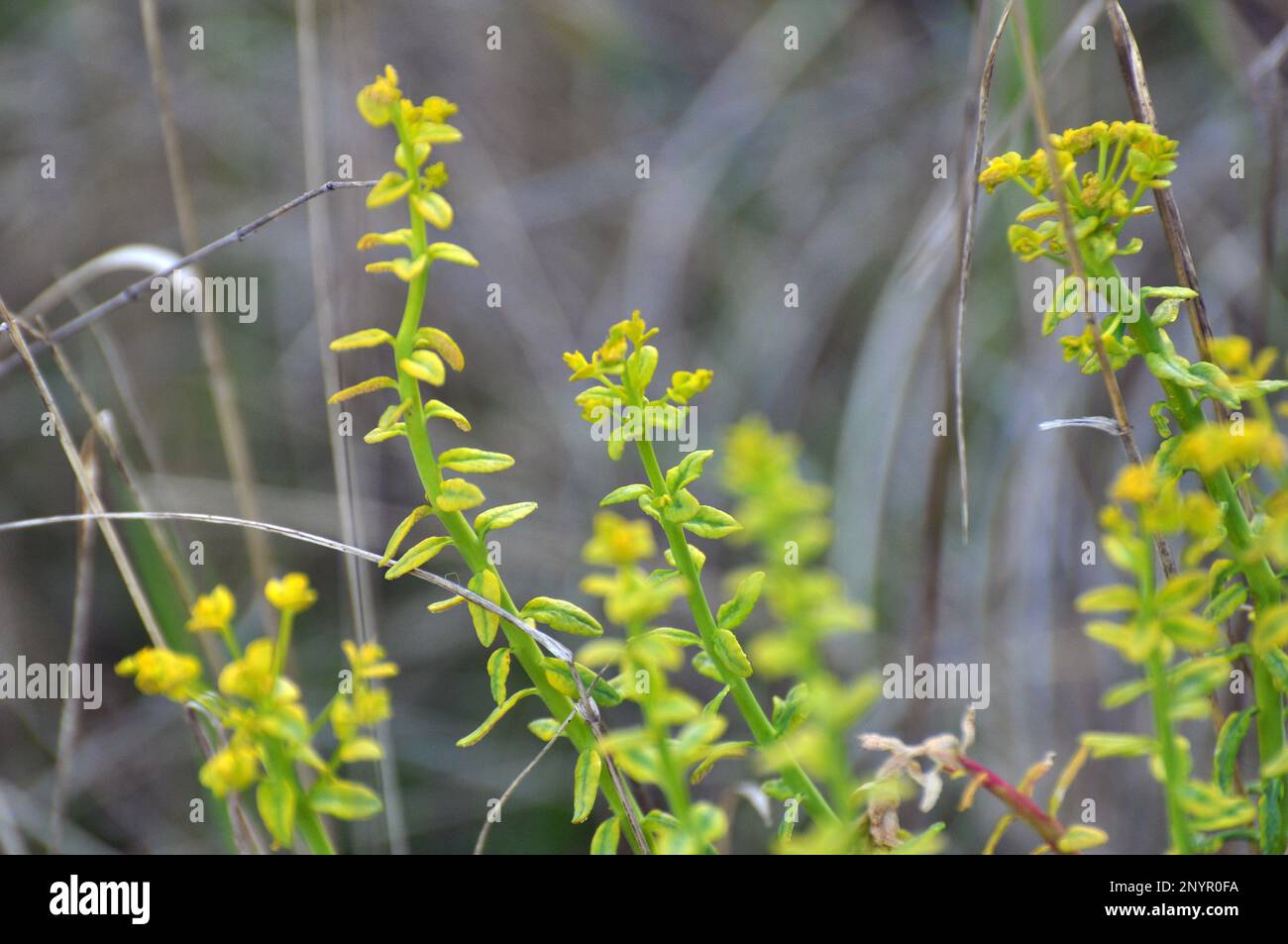 In der Wildnis ist Zypressenmilchkraut mit dem Pilz Uromyces pisi-sativi infiziert Stockfoto