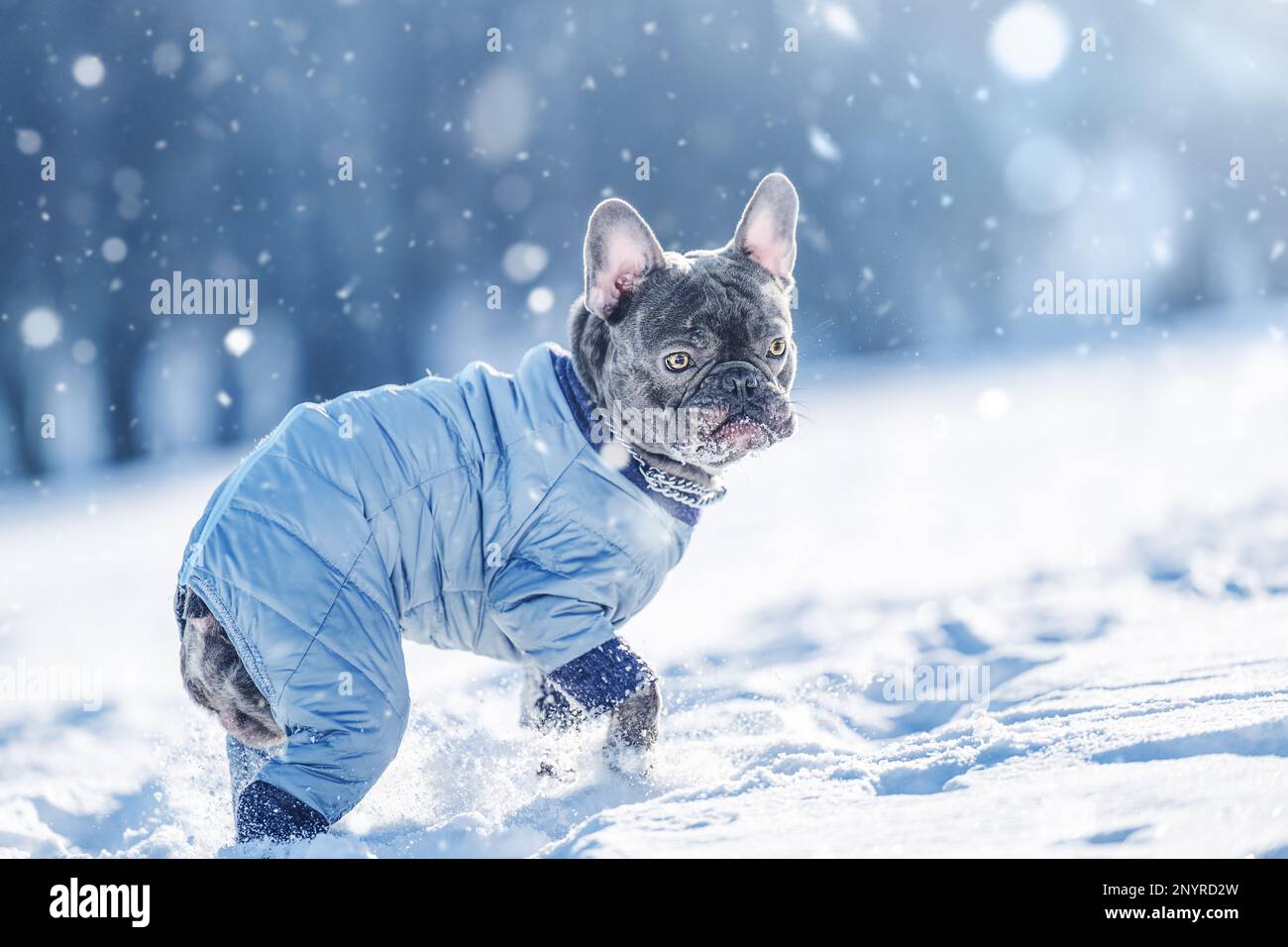 Aktiver französischer Bulldog, der im Schnee in der Natur läuft und spielt Stockfoto