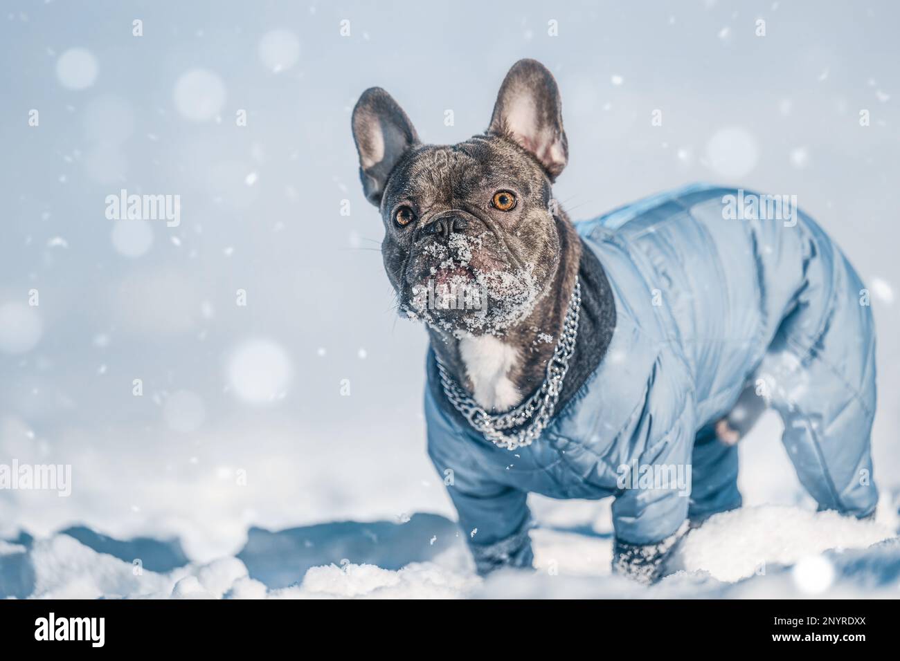 Aktiver französischer Bulldog, der im Schnee in der Natur läuft und spielt Stockfoto