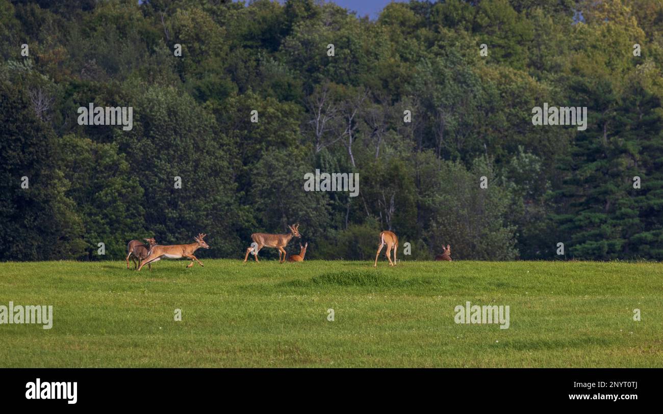 Weißwedelhirsch auf einer Wiese im Norden von Wisconsin. Stockfoto