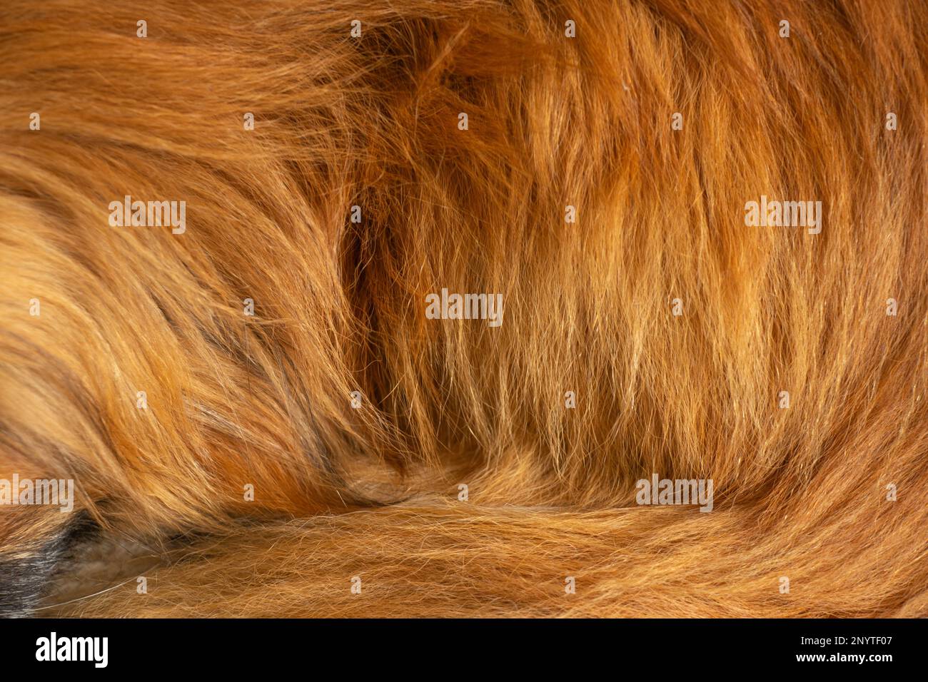 Natürliches rotes Haar eines Tieres im Hintergrund Stockfoto