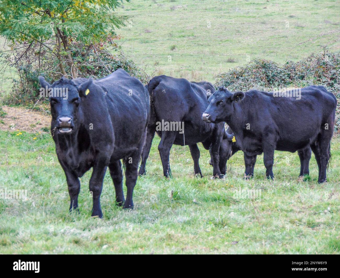 Herde schwarzer Angus-Kühe. Anguskühe Stockfoto
