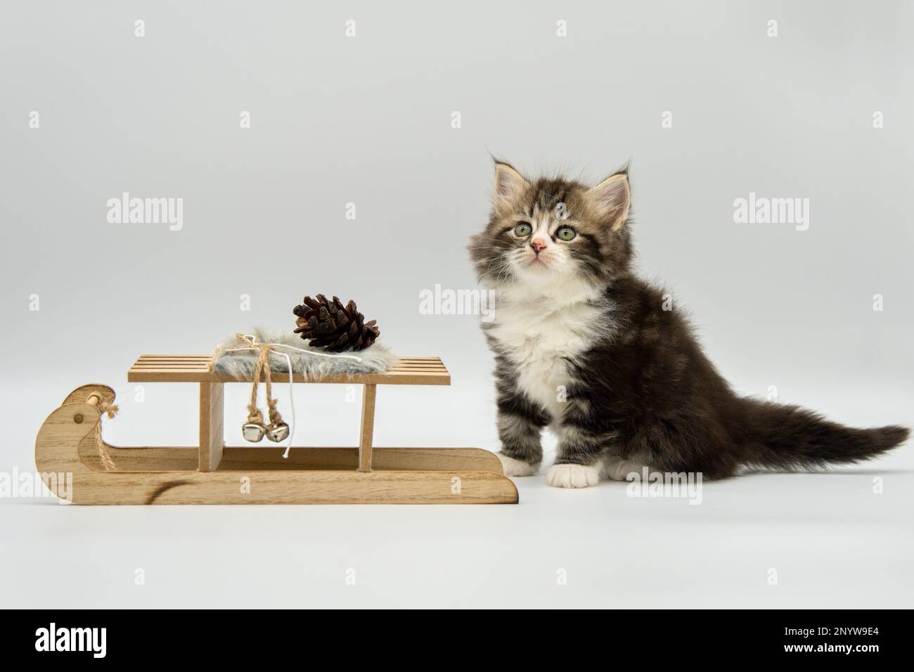 Darcey – Sibirisches Kätzchen, das auf Holzschlitten sitzt. Stockfoto