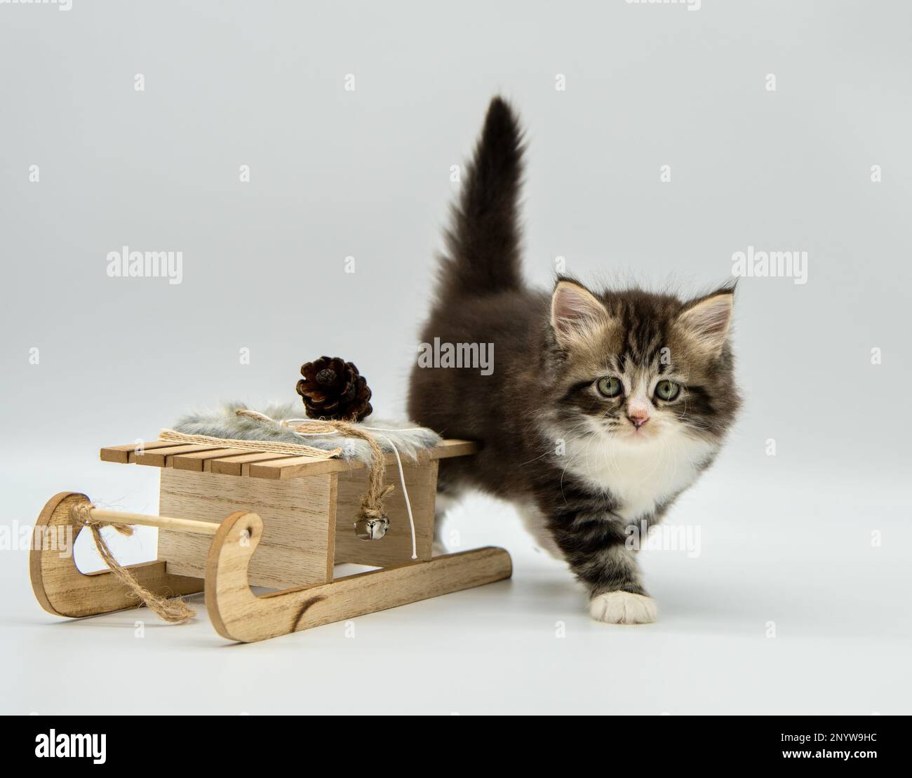 Sibirische Katze, die auf Holzschlitten sitzt. Stockfoto