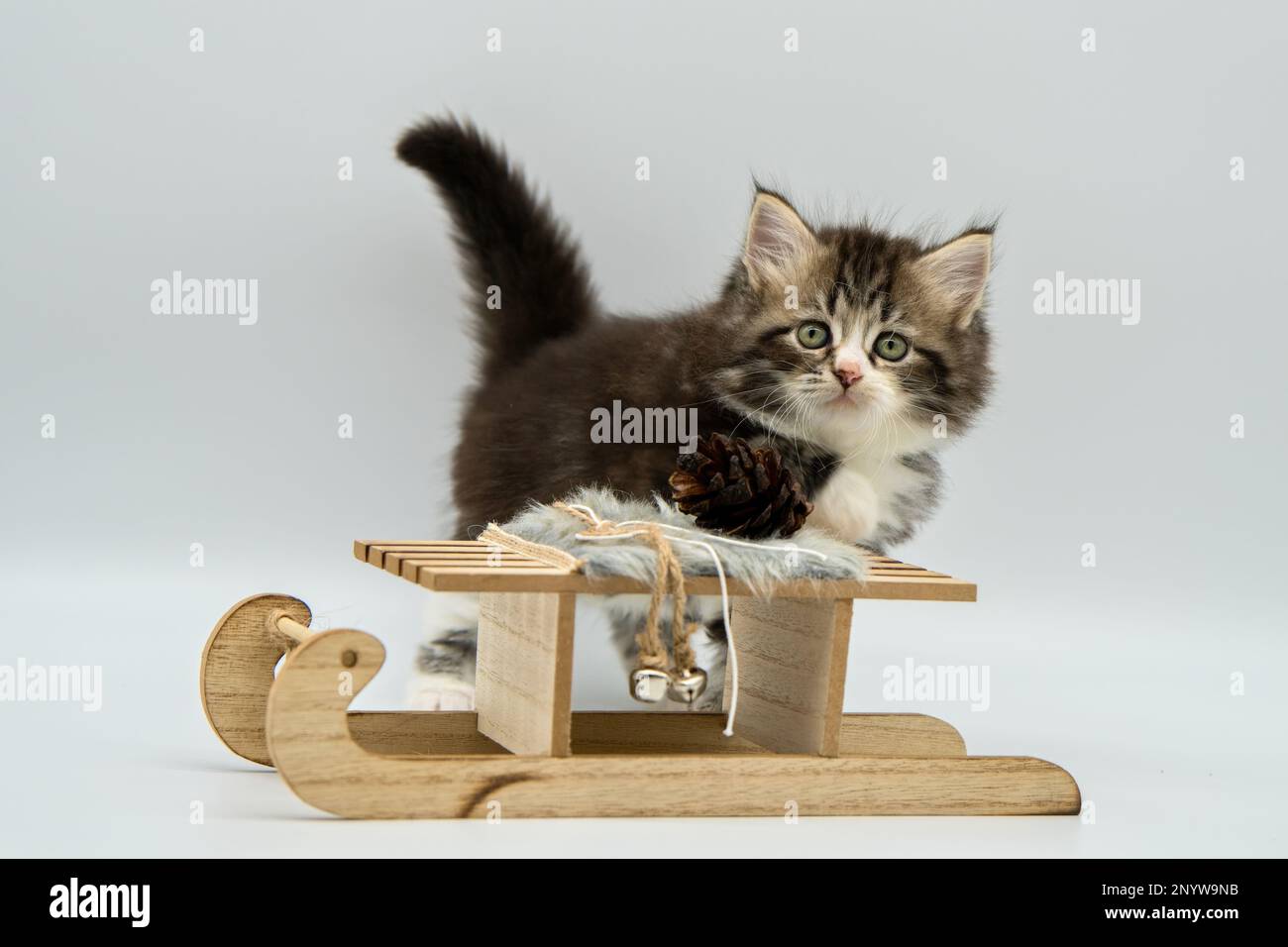Sibirische Katze, die auf Holzschlitten sitzt. Stockfoto