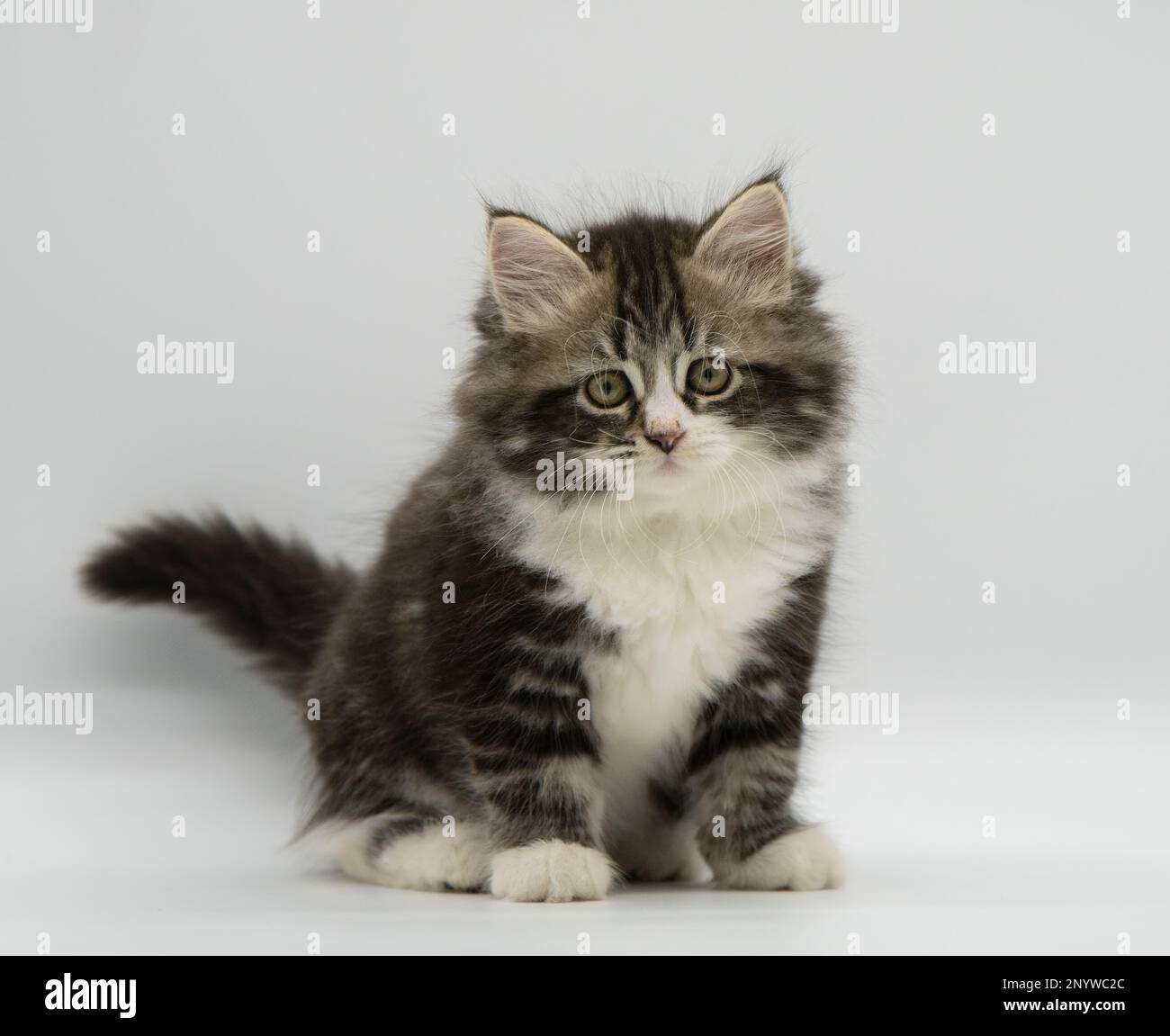 Sibirische Katze auf weißem Hintergrund. Gefleckter Tabby mit Weiß. Stockfoto