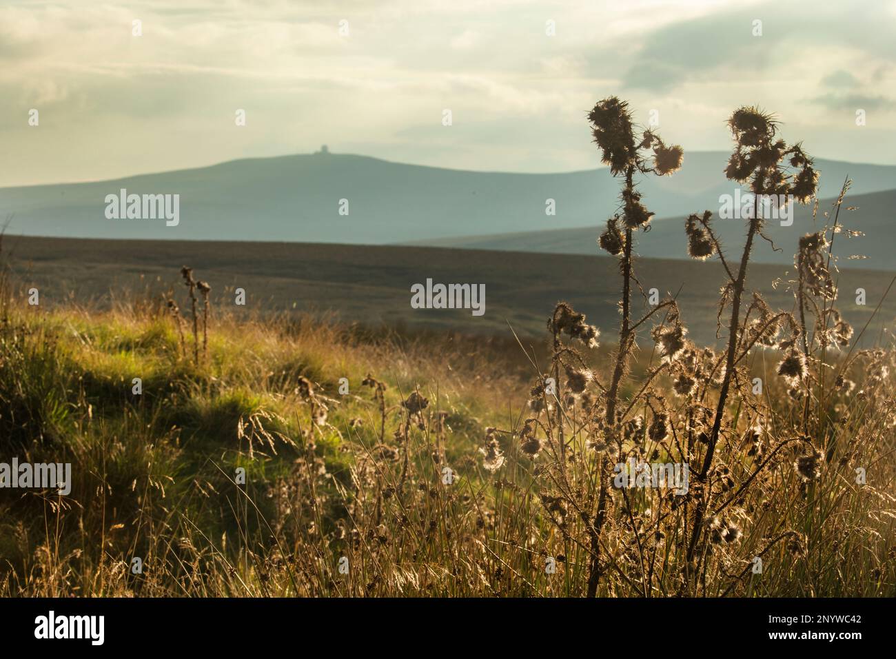 Great Dun Fell und Radarstation von Yad Moss über das obere Tyne Valley gesehen, mit Disteln und thistledown im Vordergrund Stockfoto