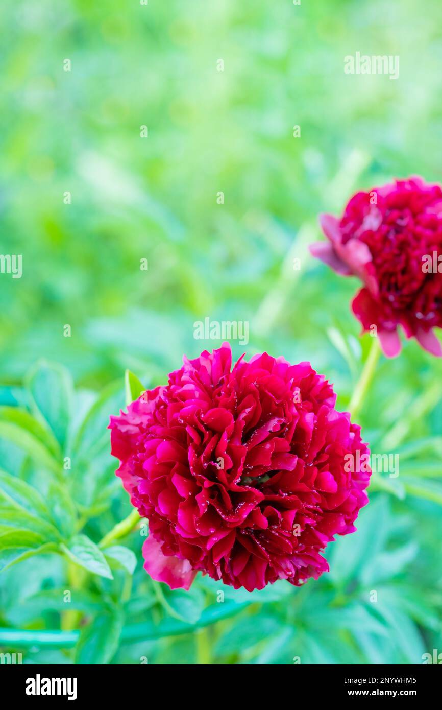 Rote Pfingstrosen-Albiflora. Paeonia officinalis Kommandovorstellung im Garten. Große magentafarbene Blumen von gewöhnlichen Pfingstrosen im Park Stockfoto