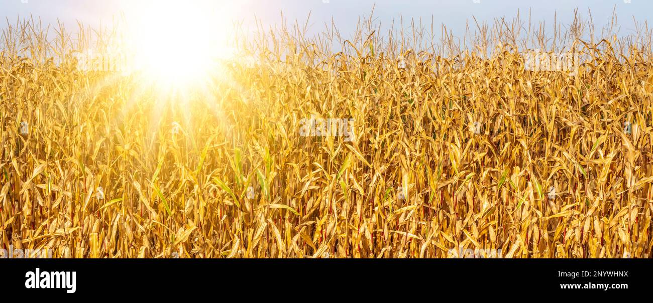 Landwirtschaftliche Feld- und Sommerwärme mit Wasserknappheit Stockfoto
