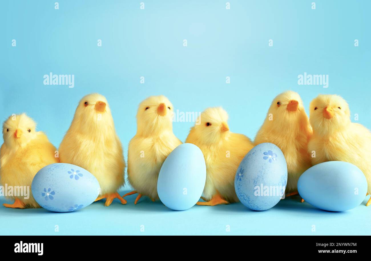 Banner. Blaue Eier und gelbe Küken auf blauem Hintergrund. Osterkarte mit einer Kopie des Ortes für den Text Stockfoto