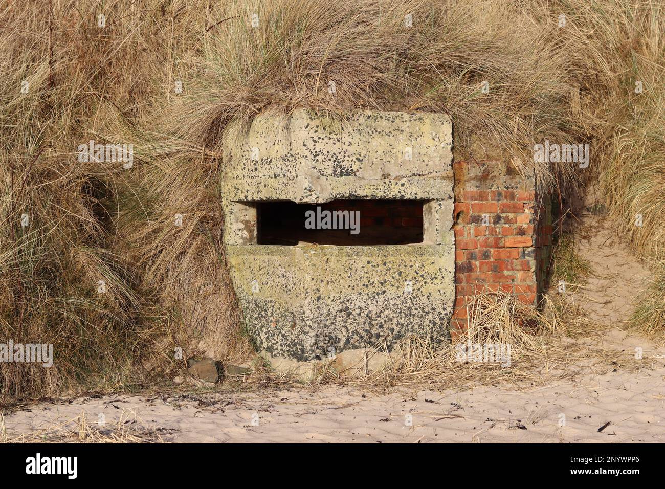 Aus dem Zweiten Weltkrieg stammende Beton-Pillenkiste, die als Wachposten in Northumberland verwendet wurde, versteckt in Sanddünen Stockfoto