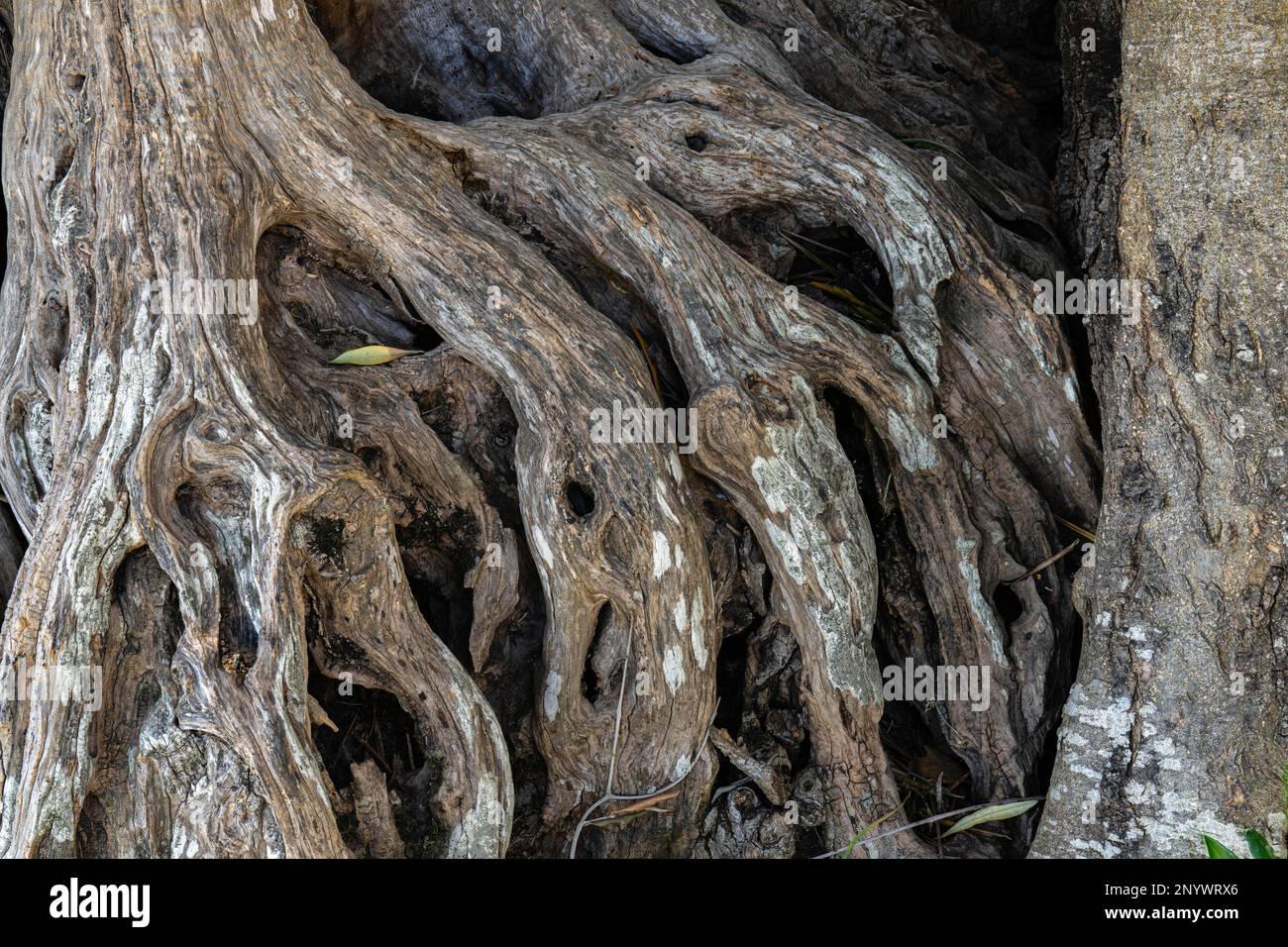 Freigelegte alte Zwergbaumwurzeln von Olivenbäumen in der Toskana, Italien Stockfoto