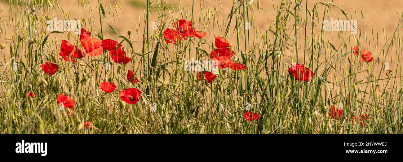 Geringe Tiefenschärfe von roten Mohnblumen und Gräsern in der Toskana Stockfoto