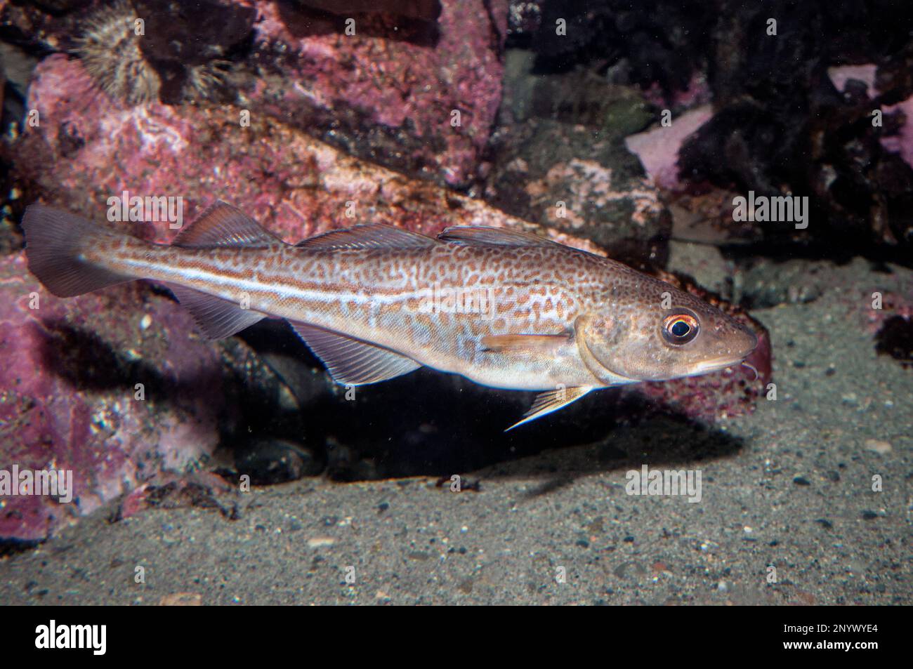 Atlantischer Kabeljau, Jungfische schwimmen rechts Stockfoto