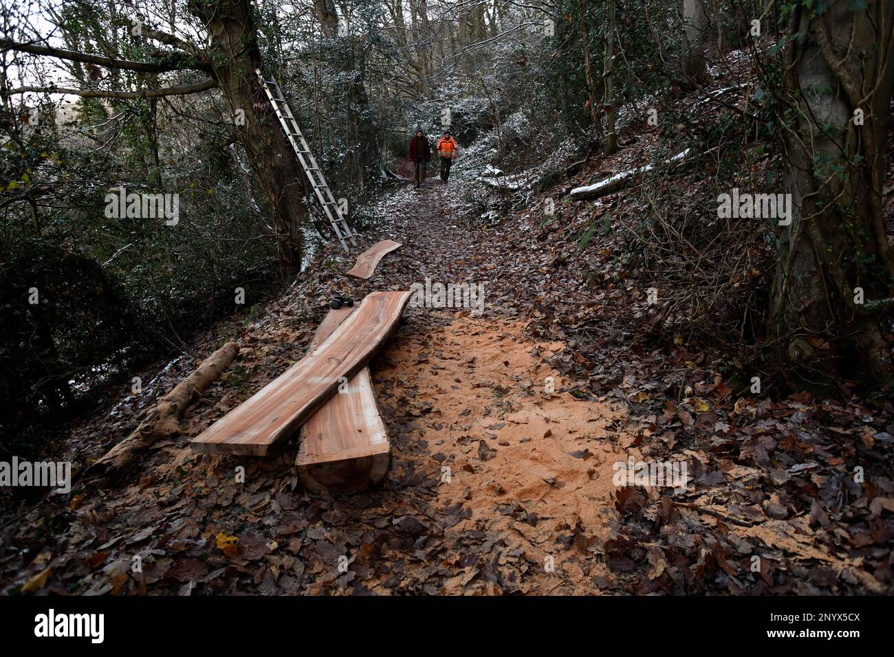 Der alte tote Elmstamm wurde in Bretter in britischem Wald geschnitten Stockfoto
