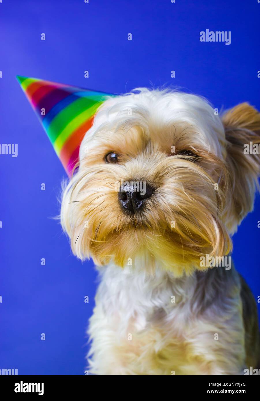 Lustige, reizende Hundezucht Yorkshire Terrier mit festlicher Mütze auf dem Kopf feiert Geburtstag, Jubiläum. Lustiges Hündchen als Geschenk. Hundeporträt-Mündung, schwarz Stockfoto
